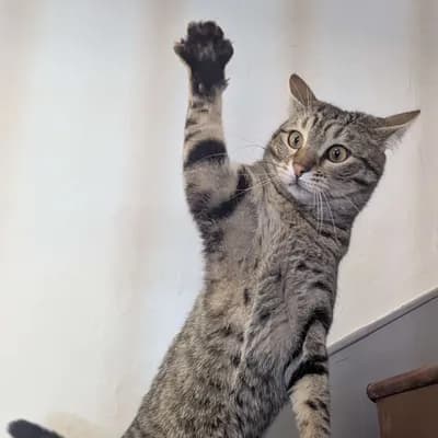 Don Amaretto Di Croquantini - Chat de bureau & Responsable du moral Don Amaretto Di Croquantini - Chat de bureau & Responsable du moral